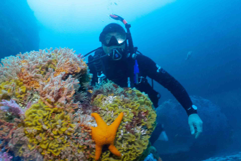 Cape Town: Discover Scuba Diving - 1 day experience