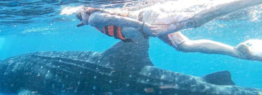 Depuis Zanzibar : excursion d'une journée à la rencontre des requins-baleines de Mafia + vol et déjeuner