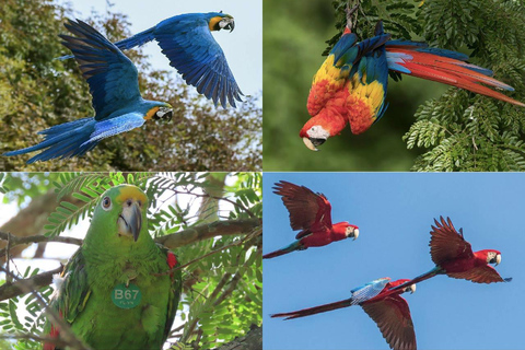 Villanueva: Fundación Loros Sunset Tour with Winetasting