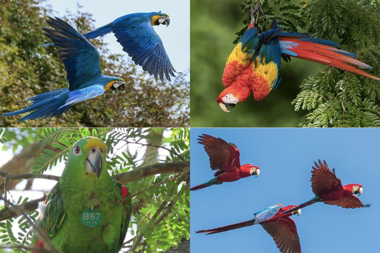 Villanueva: Fundación Loros Sunset Tour with Winetasting