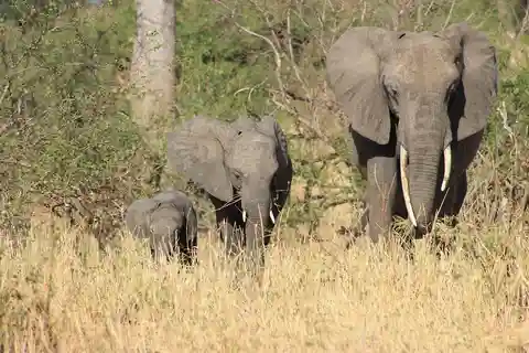 Zanzibar to Nyerere National Park by flight=(2-Days 1-Night)