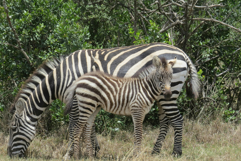 Nairobi: 7-Day Magical Kenya Safari with Meals and Transfers