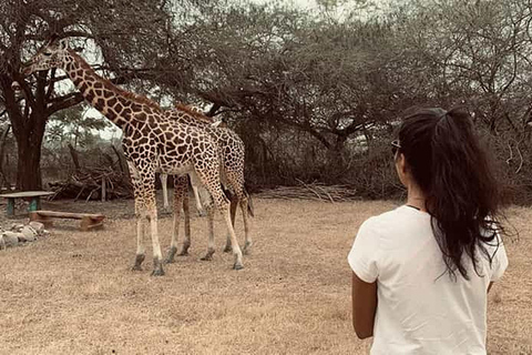 Mombasa: Giraffes Feeding Experience At Haller Park by Car.