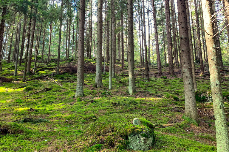 Risvegliare i cinque sensi nella natura finlandese (+sauna tradizionale)