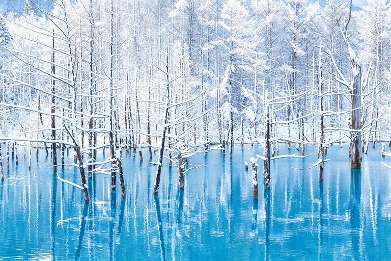 Sapporo: Asahiyama Zoo, Blue Pond & Chiyoda Farm Day Tour Private Sightseeing Tours