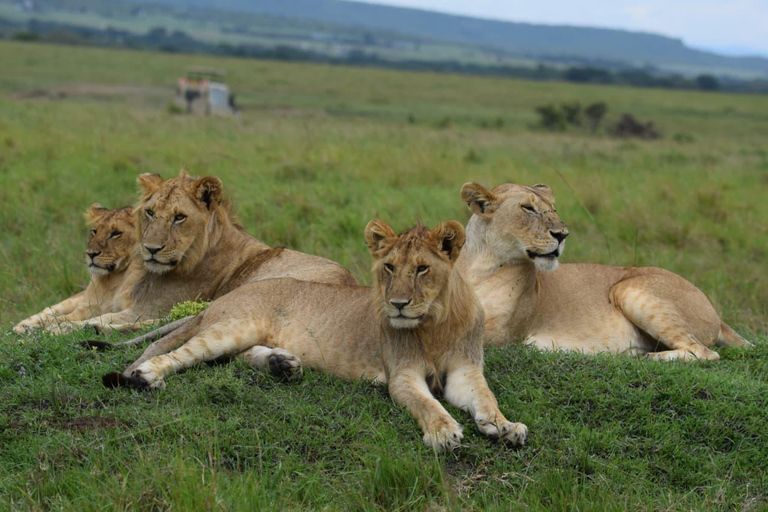 Maasai Mara 3-Day Migration Window Journey