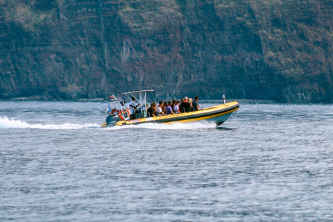 Funchal: speedboottocht naar walvissen en dolfijnen