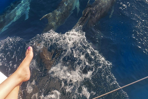 Delfinbeobachtung in EsteponaDelfine in Estepona beobachten