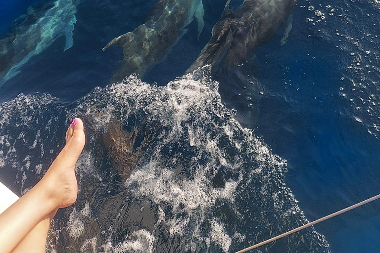 Delfinbeobachtung in EsteponaDelfine in Estepona beobachten