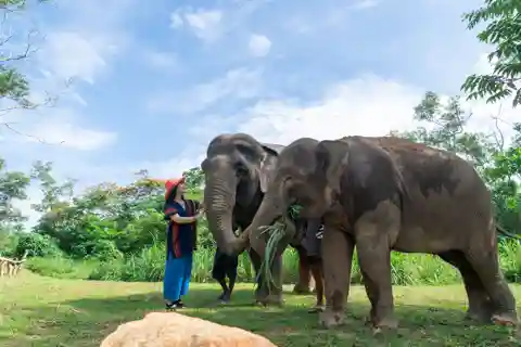 Phuket: Tour del santuario degli elefanti con trasferimenti in hotel