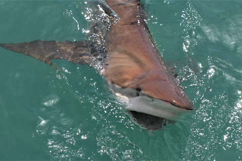 Gansbaai: Passeio de barco pelos Big 5 da MarinhaExcursão com Traslados saindo da Cidade do Cabo