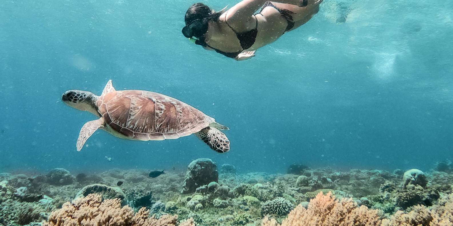 Bali snorkeling tour — underwater marine life and coral reefs — image 3
