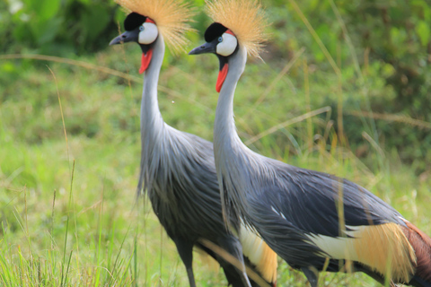 Zachodnia Uganda; Safari z gorylami, Szympansami i Wielką Piątką