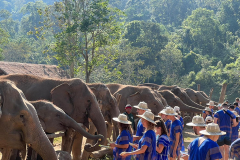 Chiang Mai : Nouvelle maison des éléphants Programme de soins aux éléphantsAvec transfert depuis la ville de Chiang Mai