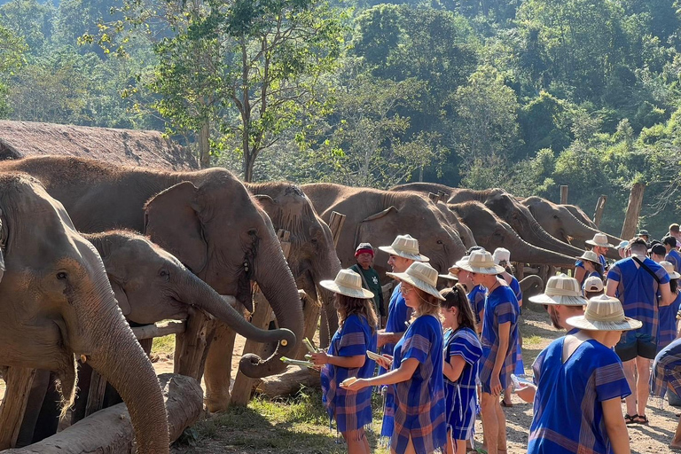 Chiang Mai : Nouvelle maison des éléphants Programme de soins aux éléphantsAvec transfert depuis la ville de Chiang Mai