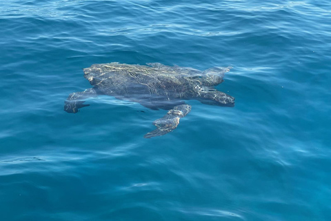 Zakynthos: Private Boat Cruise with Skipper or Self-Drive South with Captain:Turtles, Keri & Secret Caves