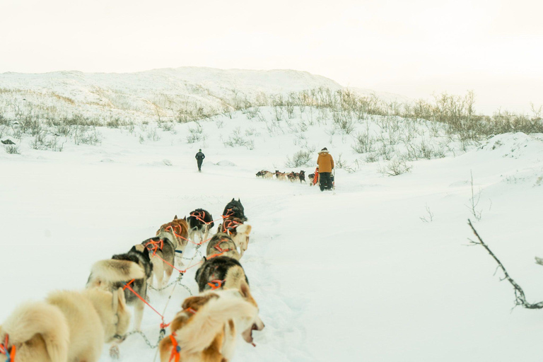 Tromsø: Dog Sledding Tour