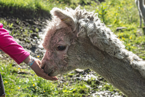 Vik: Hiking Tour With Farm Visit