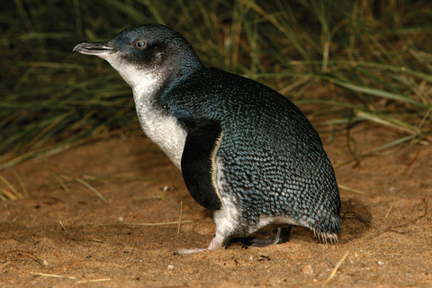 Desde Melbourne: Excursión de un día a Phillip Island y el Desfile de los Pingüinos