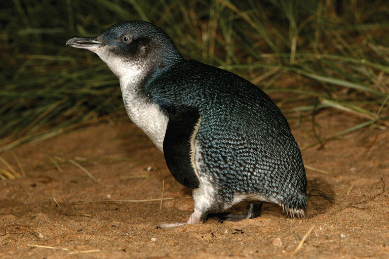 De Melbourne: Excursão de um dia para Phillip Island e Penguin Parade