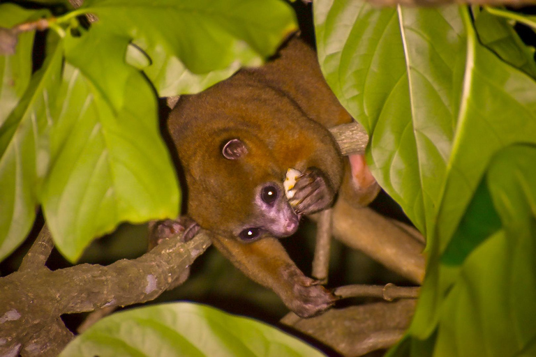 Puerto Viejo: Tour noturno da vida selvagem na selva