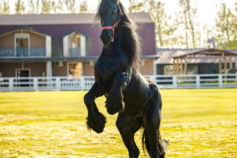 巴库骑马体验：邂逅世界名驹标准套餐
