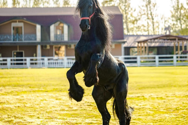 巴库骑马体验：邂逅世界名驹标准套餐