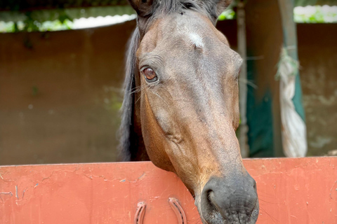 Nairóbi: Passeio a cavalo pela floresta de Karura