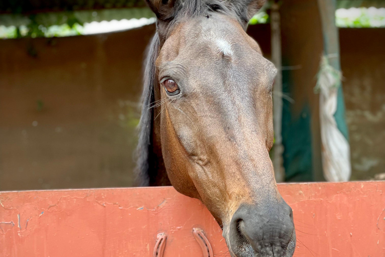 Nairobi: Karura Forest Horseback Riding Tour