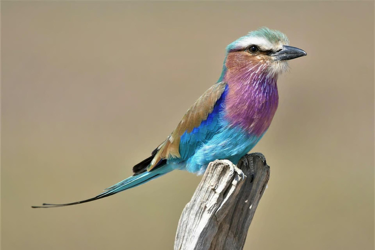 From Johannesburg: 2-Day Kruger National Park Safari