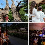 Bird Paradise (Free & Easy) with Night Safari Guided Tour
