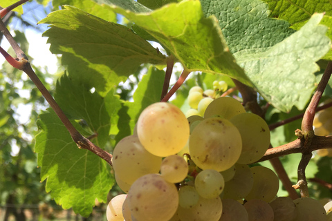 Alsácia: degustação de vinhos