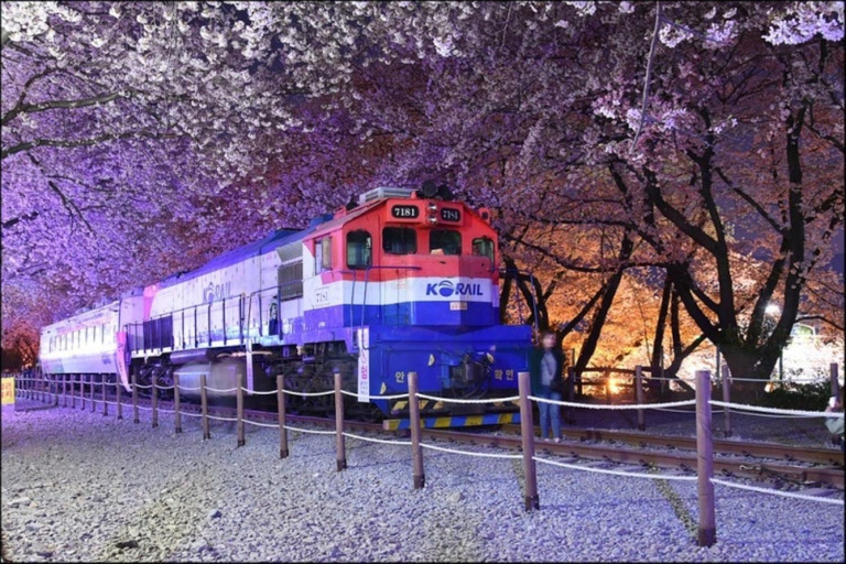 Busan: Jinhae Cherry Blossom Day & Night or 1 Day Tour Group Night Tour / Where Cherry Blossoms Define Jinhae