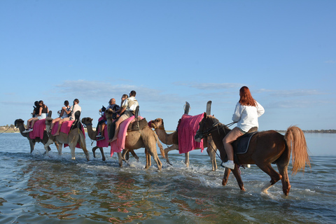 Aproveite a aventura de 2,5 horas com cavalos e camelos