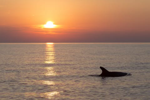 Medulin: Sunset Archipelago and Dolphin Cruise with Dinner