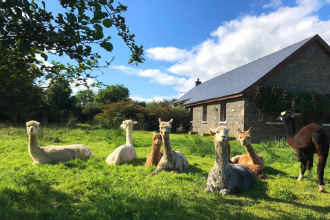 Loop Head: Alpaca Experience ze spacerem i przędzeniem wełny