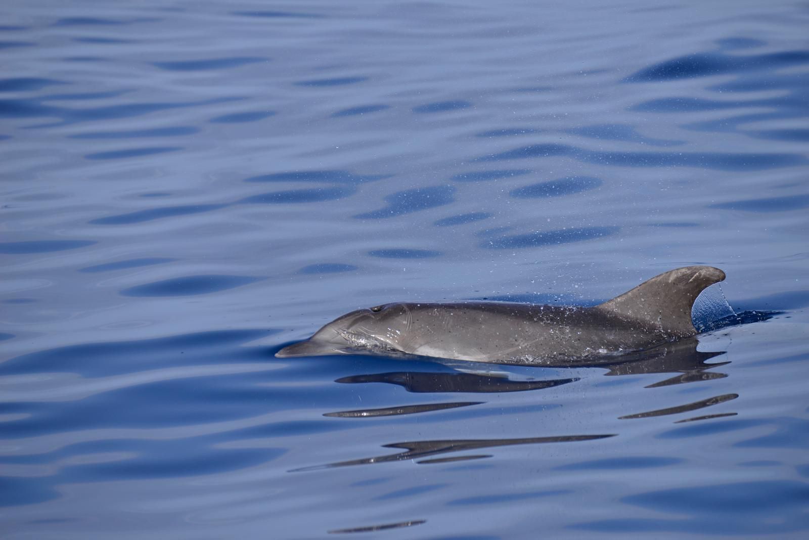 Poreč: Private Delfinbeobachtung und Bootstour zu den Inseln
