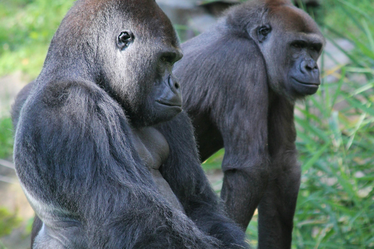 Entebbe: 3-Day Bwindi Gorilla Trekking and Batwa Visit