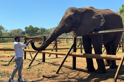 Vanuit Johannesburg: Dagtrip olifanten- en apenopvangcentrum