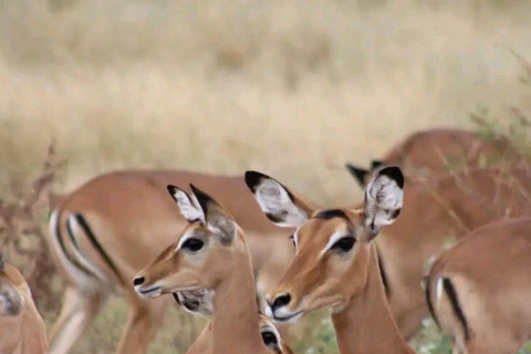 Nairobi: 3-Day honeymoon safari to Amboseli National Park Overnight Private to Amboseli National Park