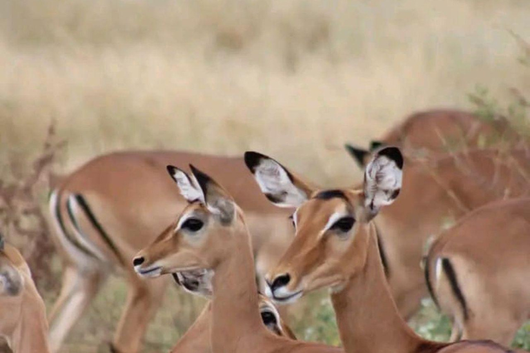 Nairobi: 3-Day honeymoon safari to Amboseli National Park Overnight Private to Amboseli National Park