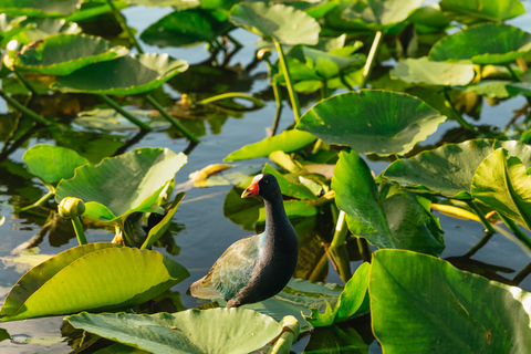 From Miami: Everglades Airboat, Wildlife Show & Bus Transfer Depart from Miami Beach (Tour in Spanish)