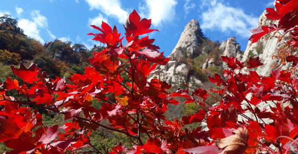 Seoul: Mt.Seorak, Nami Island, No Shopping (+RailBike Option)