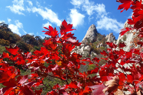 Seoul: Monte Seorak, Isola di Nami, No ShoppingGruppo (Foglie d&#039;autunno), incontro a Myeongdong