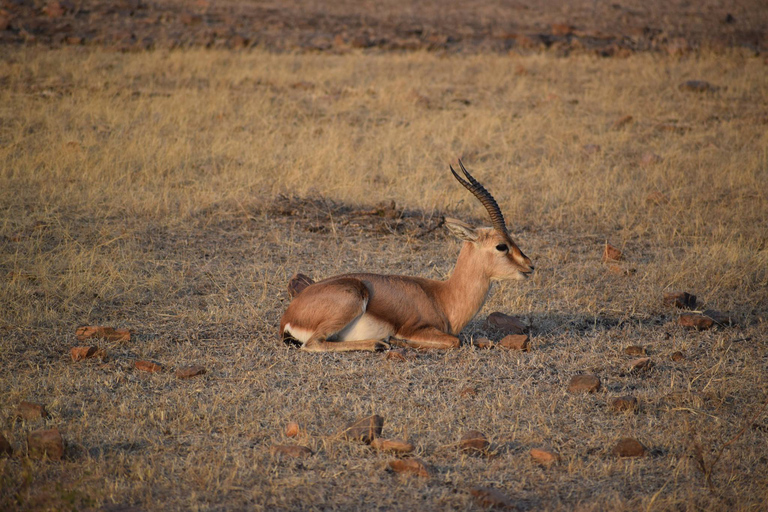 Circuit de 6 jours dans le Triangle d'Or en Inde avec Ranthambore