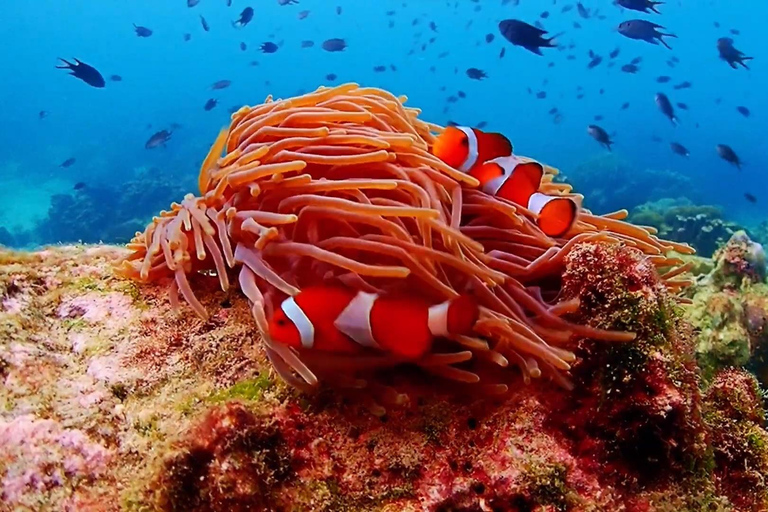 Van ฺBKK: Nemo Island-ervaring + lunch in restaurant aan zeeOphaalservice vanuit hotels in Bangkok