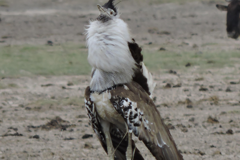 Depuis Arusha/Karatu : Excursion d&#039;une journée dans le cratère du Ngorongoro avec déjeuner