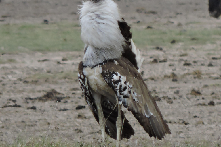 Depuis Arusha/Karatu : Excursion d&#039;une journée dans le cratère du Ngorongoro avec déjeuner