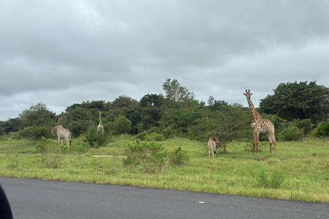 Maputo National Reserve Park Safari Excursion