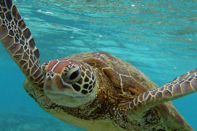 ZANZIBAR: Sea Turtles Swimming, Location Nungwi or Kizimkazi Salaam Cave Feeding & Swimming with and Sea Turtles